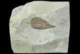 Detailed Fossil Hackberry Leaf - Montana #86693-1